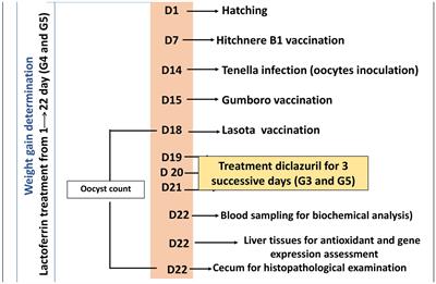 Effects of prebiotic (lactoferrin) and diclazuril on broiler chickens experimentally infected with Eimeria tenella